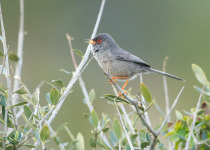 Balearic Warbler