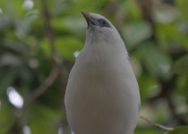 Bali Myna