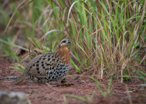 Bamboo Partridge