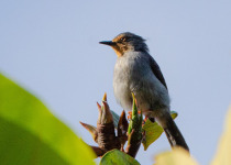 Bamenda Apalis