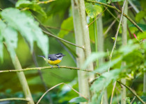 Bananaquit