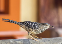 Band-backed Wren