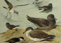 Band-rumped Storm Petrel