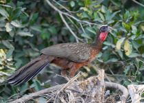 Band-tailed guan
