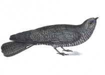 Band-tailed Nighthawk