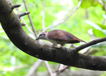 Banded Bay Cuckoo