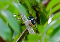 Banded Broadbill