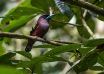 Banded Broadbill