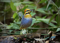 Banded Pitta