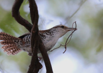 Banded Wren