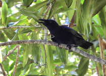 Banggai Crow