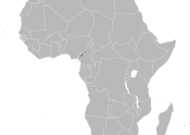 Bangwa Forest Warbler