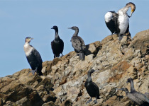 Bank Cormorant