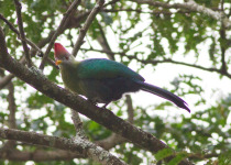 Bannerman's Turaco