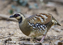 Bar-backed Partridge