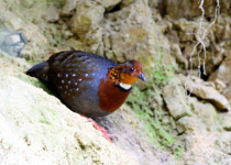 Bar-backed Partridge