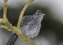 Bar-crested Antshrike