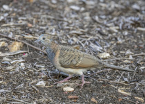 Bar-shouldered Dove