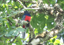 Bar-tailed Trogon