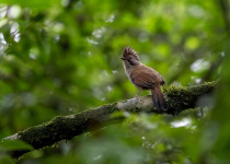 Bar-throated Minla