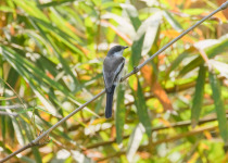 Bar-winged Flycatcher-shrike