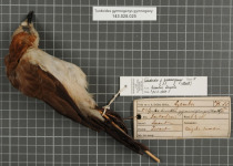 Bare-cheeked Babbler