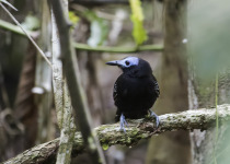 Bare-crowned Antbird