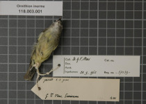 Bare-crowned Antbird