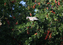 Bare-eyed Pigeon