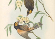 Bare-faced Meliphaga