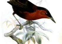 Bare-necked Umbrellabird