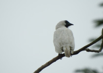 Bare-throated Bellbird