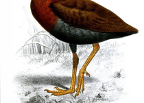 Bare-throated Rail