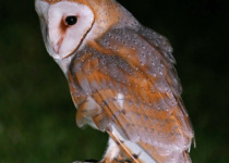 Barn Owl