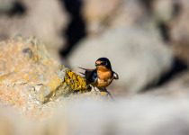 Barn Swallow