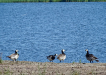 Barnacle Goose