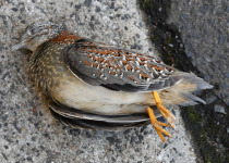Barred Buttonquail