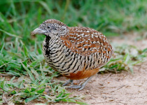 Barred Buttonquail