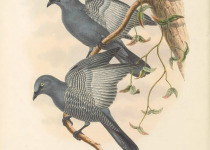 Barred Cuckooshrike