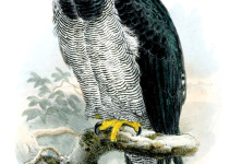 Barred Hawk