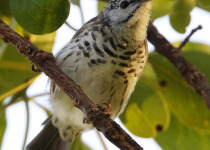 Barred Honeyeater
