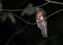 Barred Owlet-nightjar