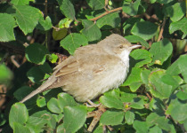 Barred Warbler