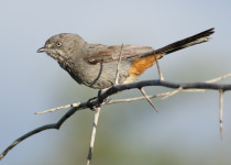 Barred Warbler
