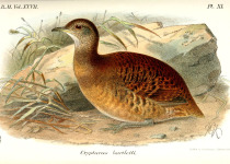 Bartlett's Tinamou