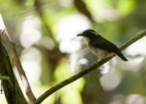 Basilan Paradise-Flycatcher
