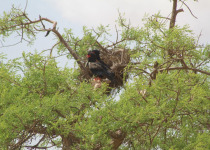 Bateleur