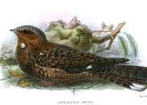 Bates's nightjar