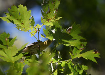 Bay-breasted Warbler