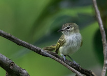 Bay-chested Warbling-Finch